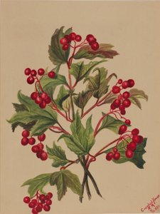 Grouseberry (Viburnum americanum) by Mary Vaux Walcott