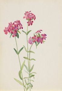 Hairy Phlox Phlox amoena by Mary Vaux Walcott