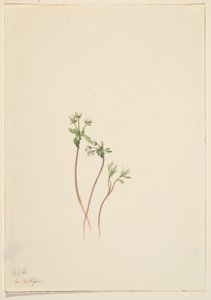 Harbinger of Spring by Mary Vaux Walcott