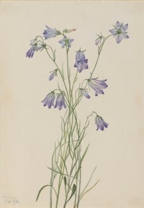 Harebell by Mary Vaux Walcott