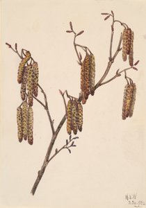 Hazel Alder Alnus Rugosa