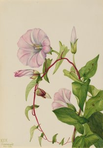 Hedge Bindweed Calystegia Convolvulus Sepium