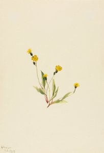 Slender Hawkweed by Mary Vaux Walcott