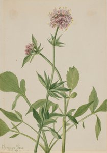 Heliotrope Valerian Valeriana sitchensis by Mary Vaux Walcott