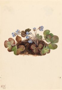 Hepatica by Mary Vaux Walcott