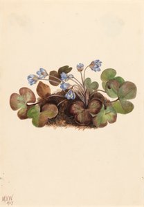 Hepatica Hepatica Americana by Mary Vaux Walcott