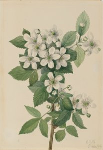 Highbush Blackberry by Mary Vaux Walcott