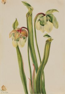 Hybrid Pitcherplant by Mary Vaux Walcott