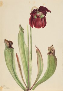 Hybrid Pitcherplant by Mary Vaux Walcott