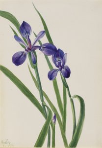 Iris (Iris species) by Mary Vaux Walcott