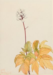 Ivory Baneberry by Mary Vaux Walcott