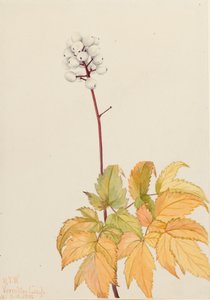Ivory Baneberry Actaea Arguta by Mary Vaux Walcott