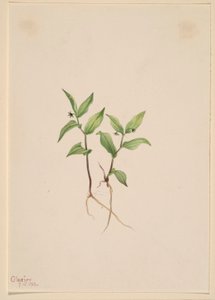 Kruhsea by Mary Vaux Walcott