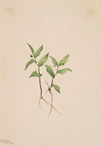 Kruhsea Kruhsea streptopoides by Mary Vaux Walcott