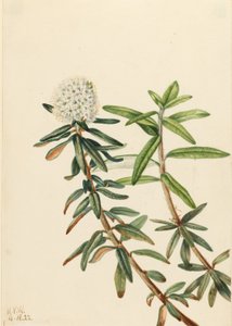 Labrador Tea by Mary Vaux Walcott