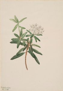 Labrador Tea