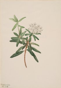 Labrador Tea Ledum groenlandicum