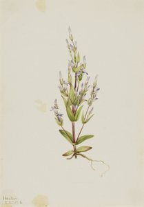 Ladder Gentian by Mary Vaux Walcott