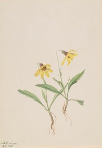 Lake Louise Arnica