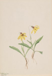 Lake Louise Arnica