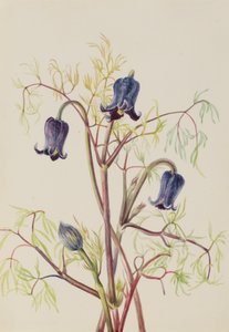 Leather Flower Clematis hirsutissima, ca. 1930s by Mary Vaux Walcott
