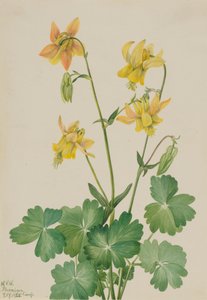 Lemon Columbine Aquilegia flavescens, 1925