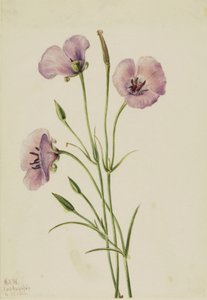 Lilac Mariposa by Mary Vaux Walcott