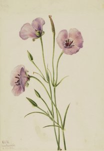 Lilac Mariposa Calochortus splendens, 1926 by Mary Vaux Walcott