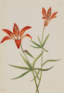 Lily (Lilium montanum)