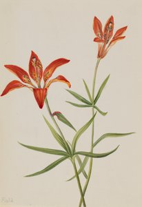 Lily Lilium montanum