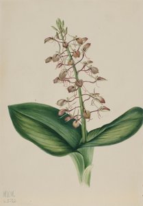 Lily Twayblade, 1920 by Mary Vaux Walcott