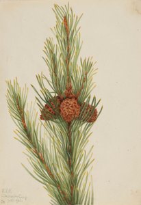 Lodgepole Pine (Pinus Contorta murrayana)