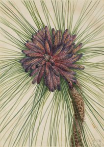 Longleaf Pine by Mary Vaux Walcott