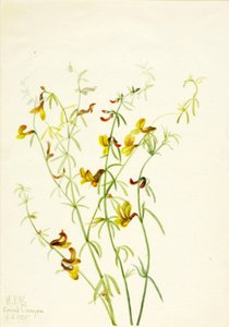 Lotus puberulus by Mary Vaux Walcott