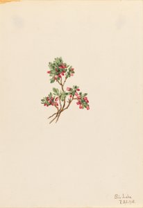 Low Whortleberry by Mary Vaux Walcott
