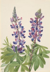 Lupine, 1935 by Mary Vaux Walcott
