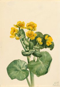 Marsh Marigold