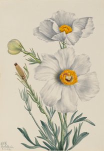 Matilija Poppy by Mary Vaux Walcott