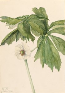 Mayapple