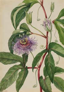 Maypop Passiflora incarnata, 1926