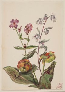 Meadow Beauty, Rattlesnake Root, Pitcherplant by Mary Vaux Walcott