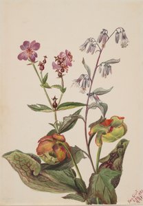 Meadow Beauty Rhexia virginica, Rattlesnake Root Nabalus albus, Pitcherplant by Mary Vaux Walcott