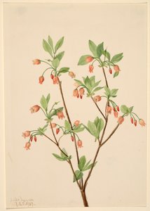 Menziesea Menziesea glabella by Mary Vaux Walcott