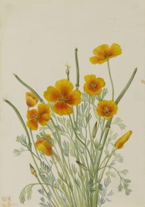 Mexican Poppy