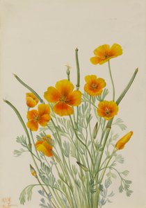 Mexican Poppy, 1927