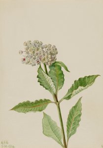 Milkweed by Mary Vaux Walcott