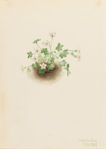 Mistmaiden by Mary Vaux Walcott