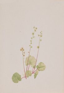 Mitella nuda, ca. 1900-1920 by Mary Vaux Walcott