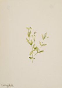 Moehringia laberiflora, 1904 by Mary Vaux Walcott