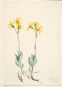 Montana Parnassia by Mary Vaux Walcott